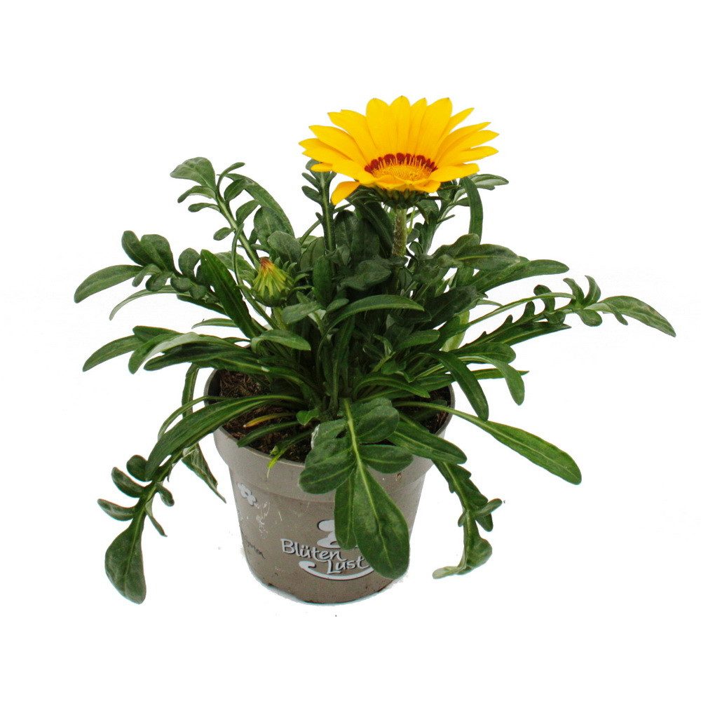 Exotenherz Beetpflanze Mittagsgold Gazania "Big Kisses" verschiedene Farben 12cm Topf 3er Set