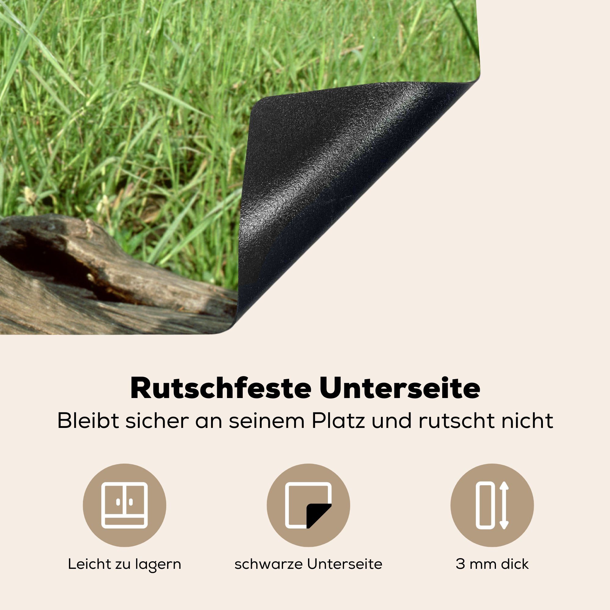 Schnecke für der Vinyl, (1 Ceranfeldabdeckung Große Stück küche, Sees, MuchoWow auf Herdblende-/Abdeckplatte einem die sitzt 81x52 Holz eines Induktionskochfeld cm, in Schutz tlg), Nähe