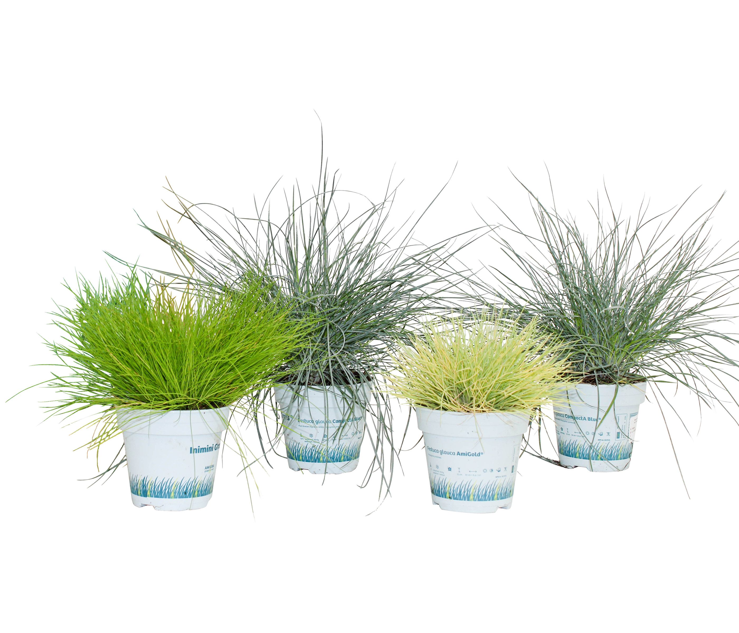 Dehner Staude Ziergras, 4er Set, je ca. 10-30 cm, Ø Topf 11 cm, mehrjährige, horstartig wachsende Gräser