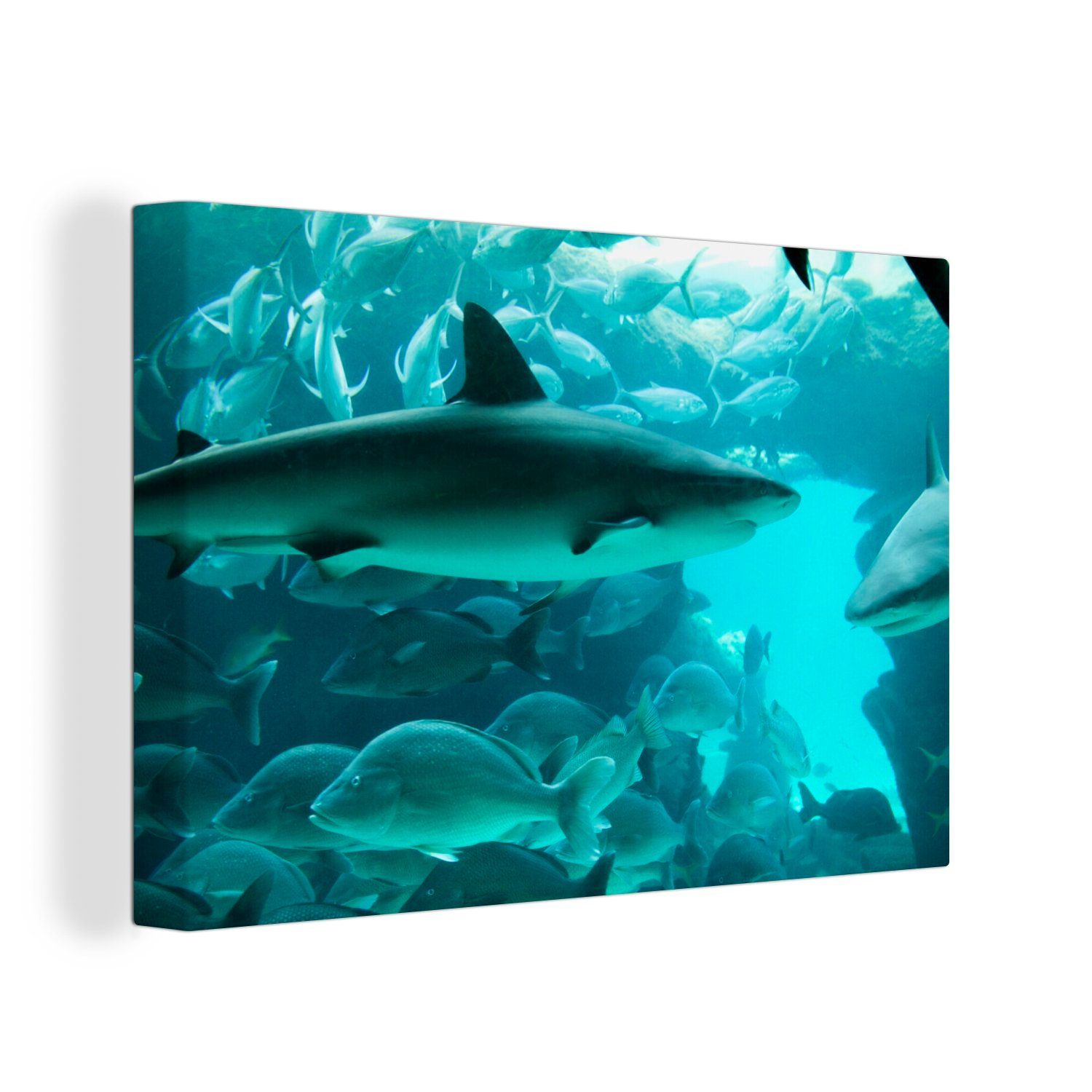 OneMillionCanvasses® Leinwandbild Großer Wanddeko, (1 Leinwandbilder, einem Aufhängefertig, St), Aquarium, Hai Wandbild 30x20 in cm