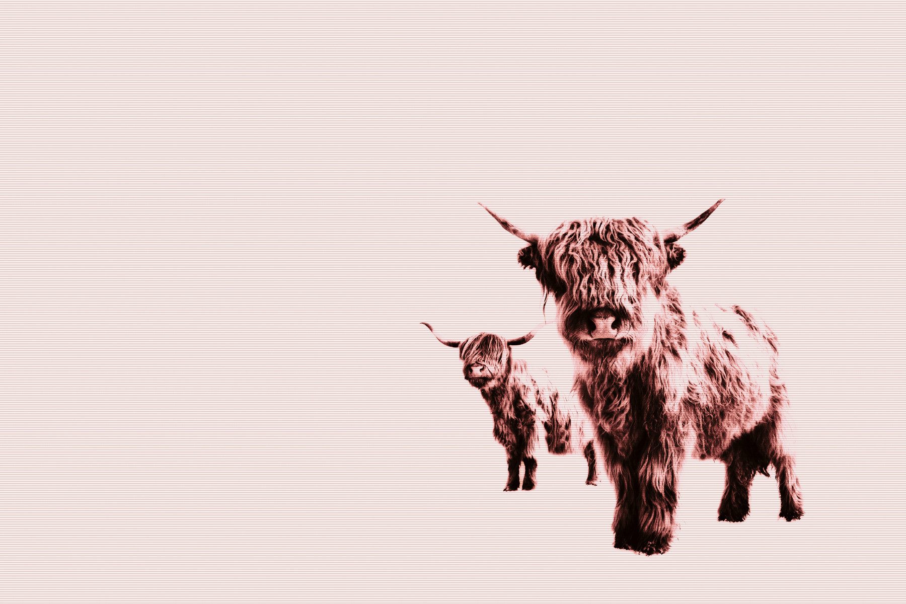 A.S. Création Leinwandbild Leinwand Highland Cows 70 x 50 cm