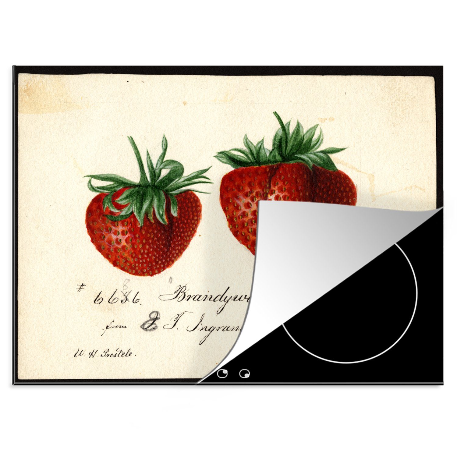 MuchoWow Herdblende-/Abdeckplatte Erdbeeren - Gemälde von Deborah Griscom Passmore, Vinyl, (1 tlg), 70x52 cm, Mobile Arbeitsfläche nutzbar, Ceranfeldabdeckung