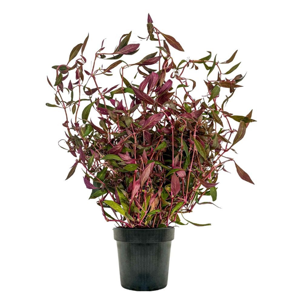 Aquaone Wasserpflanze Mutterpflanze Aquarium Pflanze Alternanthera rosaefolia Nr.323L XL