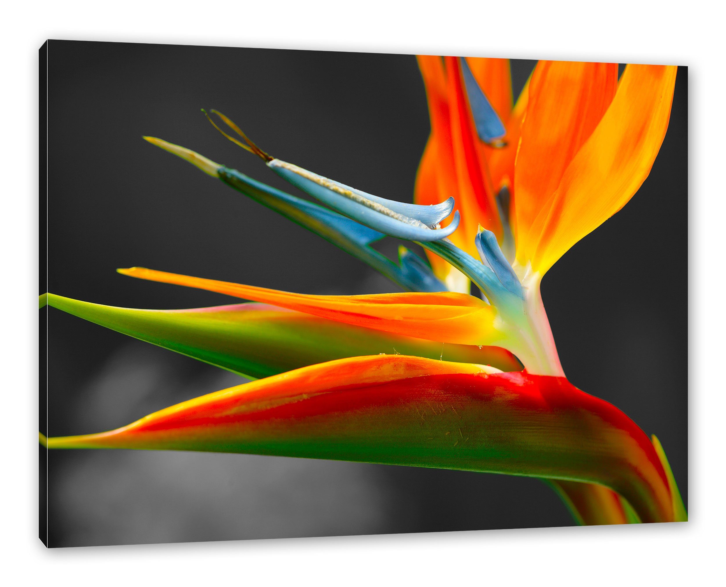 Pixxprint Leinwandbild wunderschöne tropische inkl. tropische Blume, wunderschöne bespannt, Zackenaufhänger St), (1 Blume fertig Leinwandbild