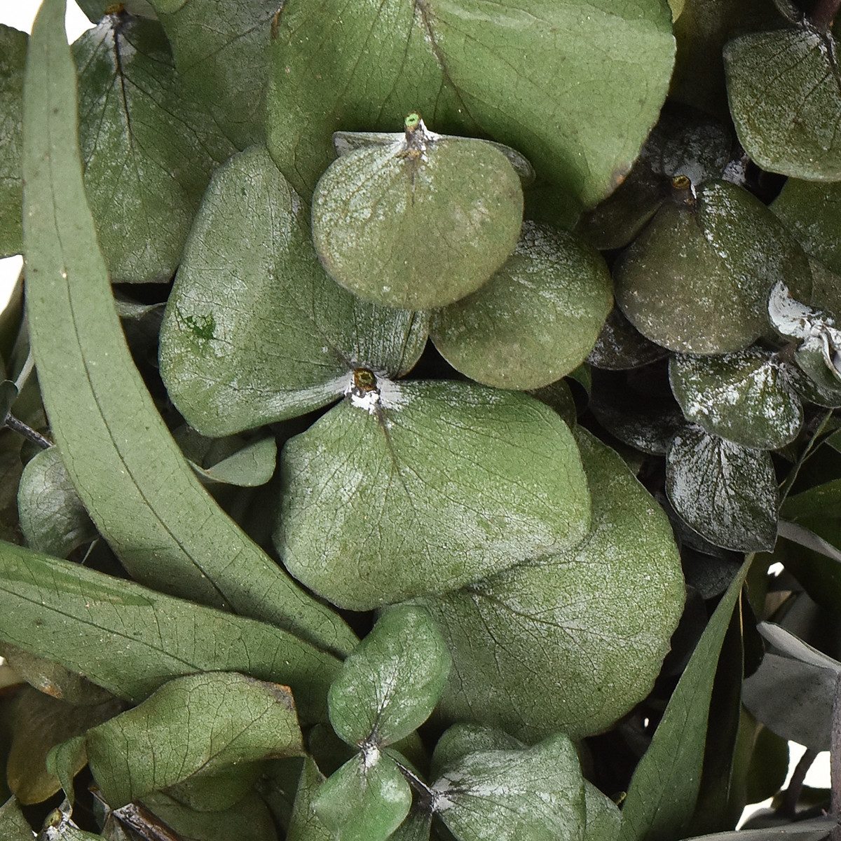 Trockenblume Eukalyptus Naturkranz Ø35cm konserviert Duftdeko, Viana, Höhe 9 cm