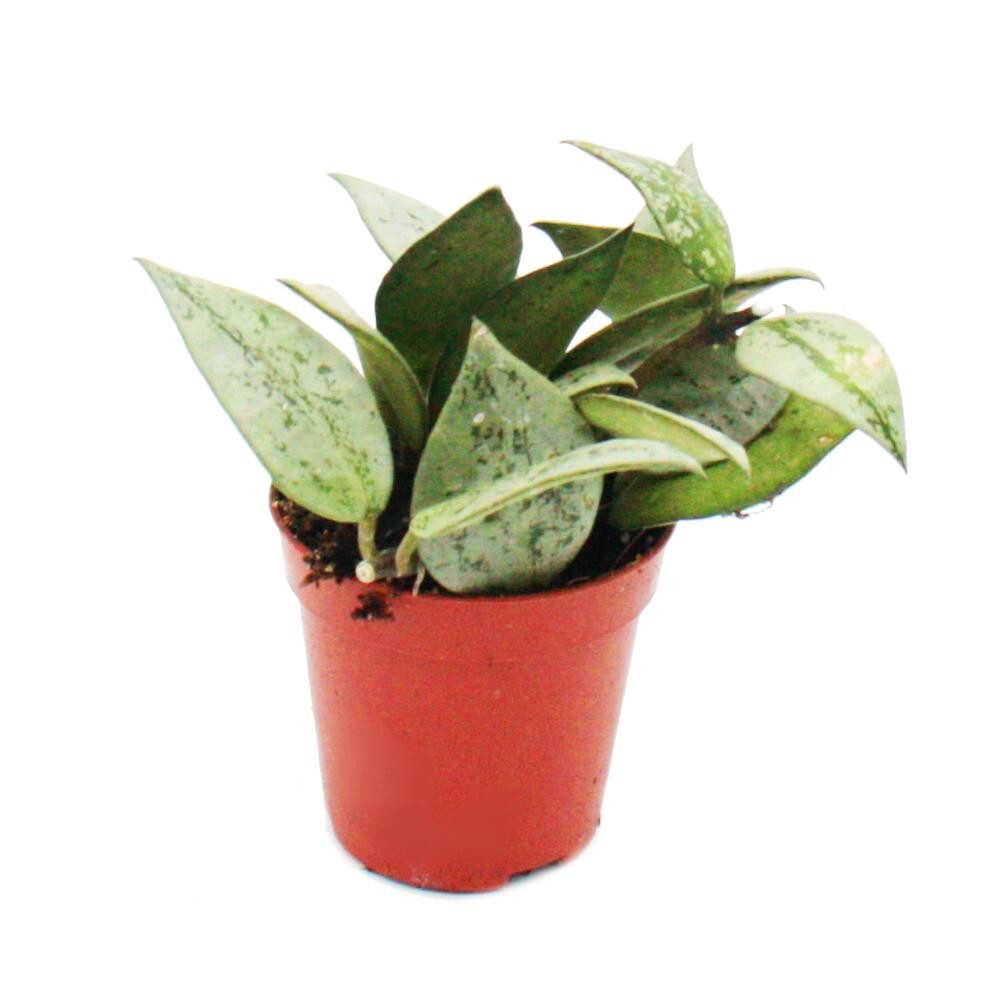 Exotenherz Zimmerpflanze Mini-Pflanze Hoya krohniana Porzellanblume im 5,5cm Topf