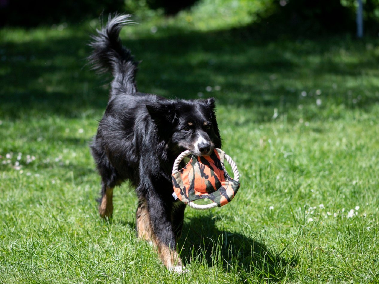 Thumbnail - Procyon Dummy Wurfscheibe für Hundetraining, Fangspielzeug