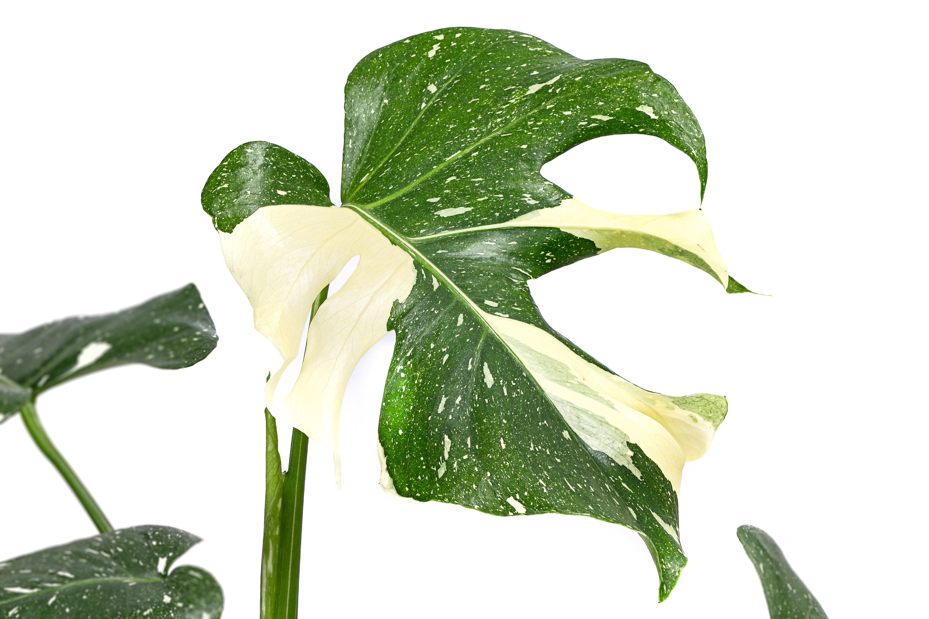 Dehner Zimmerpflanze Fensterblatt Monstera Thai Constellation, Monstera del günstig online kaufen