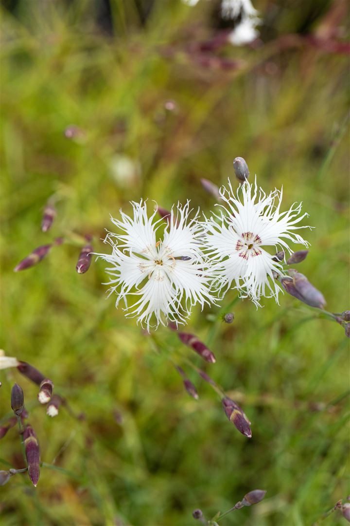 Pflanzen für Dich Staude Dianthus arenarius, 1 St., Sand-Nelke, Sandnelke