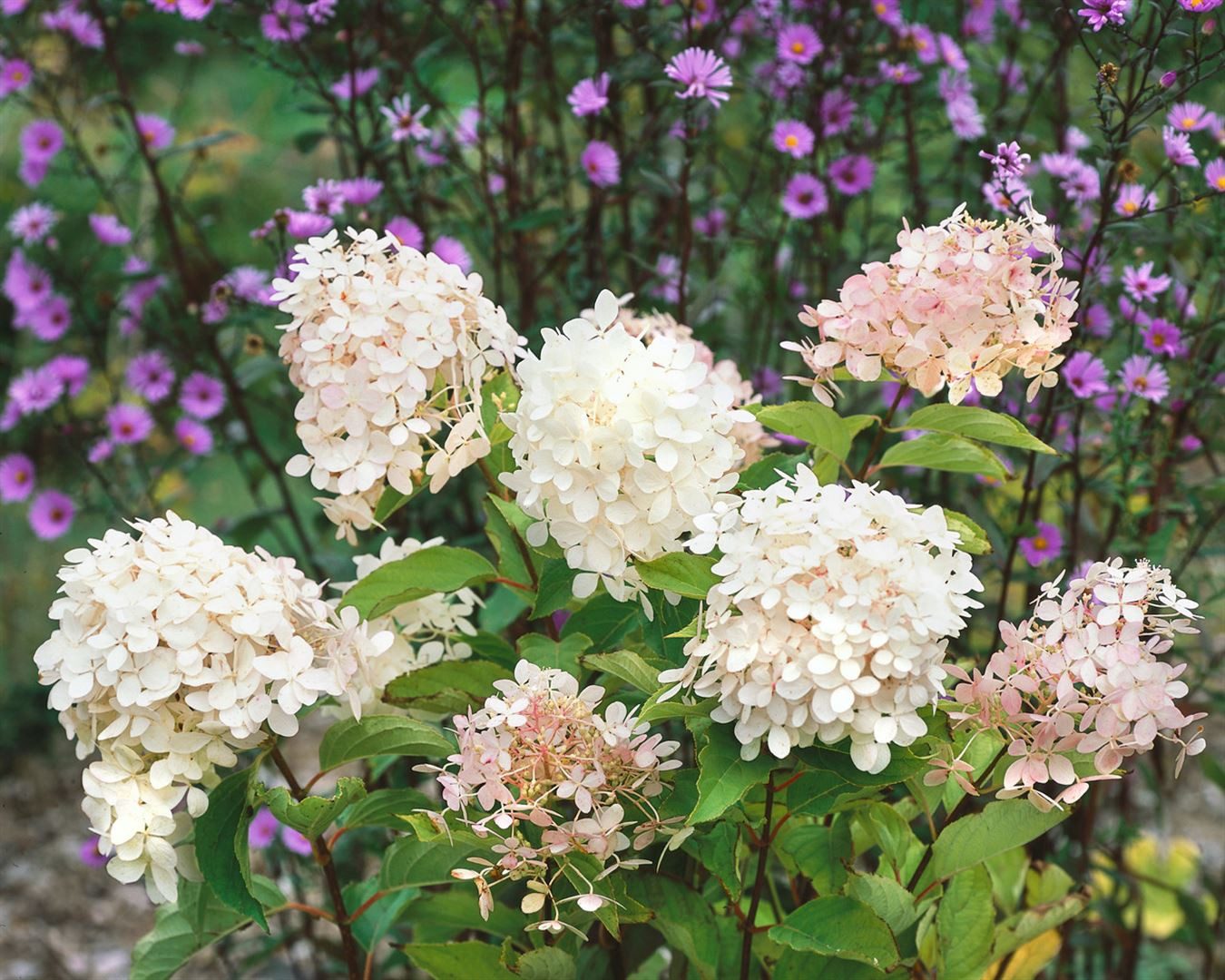 Pflanzen für Dich Gehölze Hydrangea paniculata 'Phantom', 1 St., Rispenhortensie – Bild 2 von 5