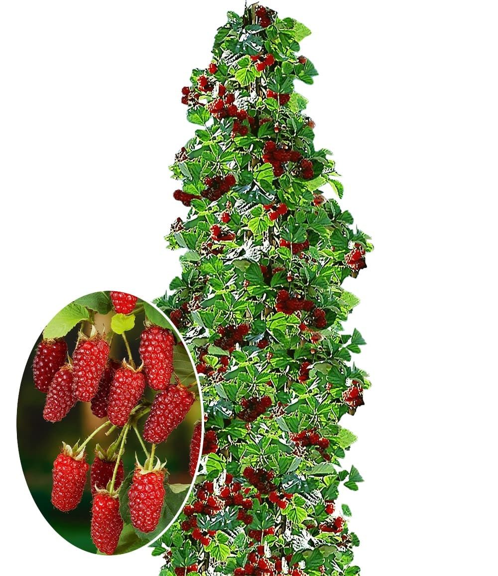 BALDUR Garten Obstpflanze Säulen-Tayberry 'Buckingham', 1 St., Selbstbefruchtend, ertragreich, pflegeleicht
