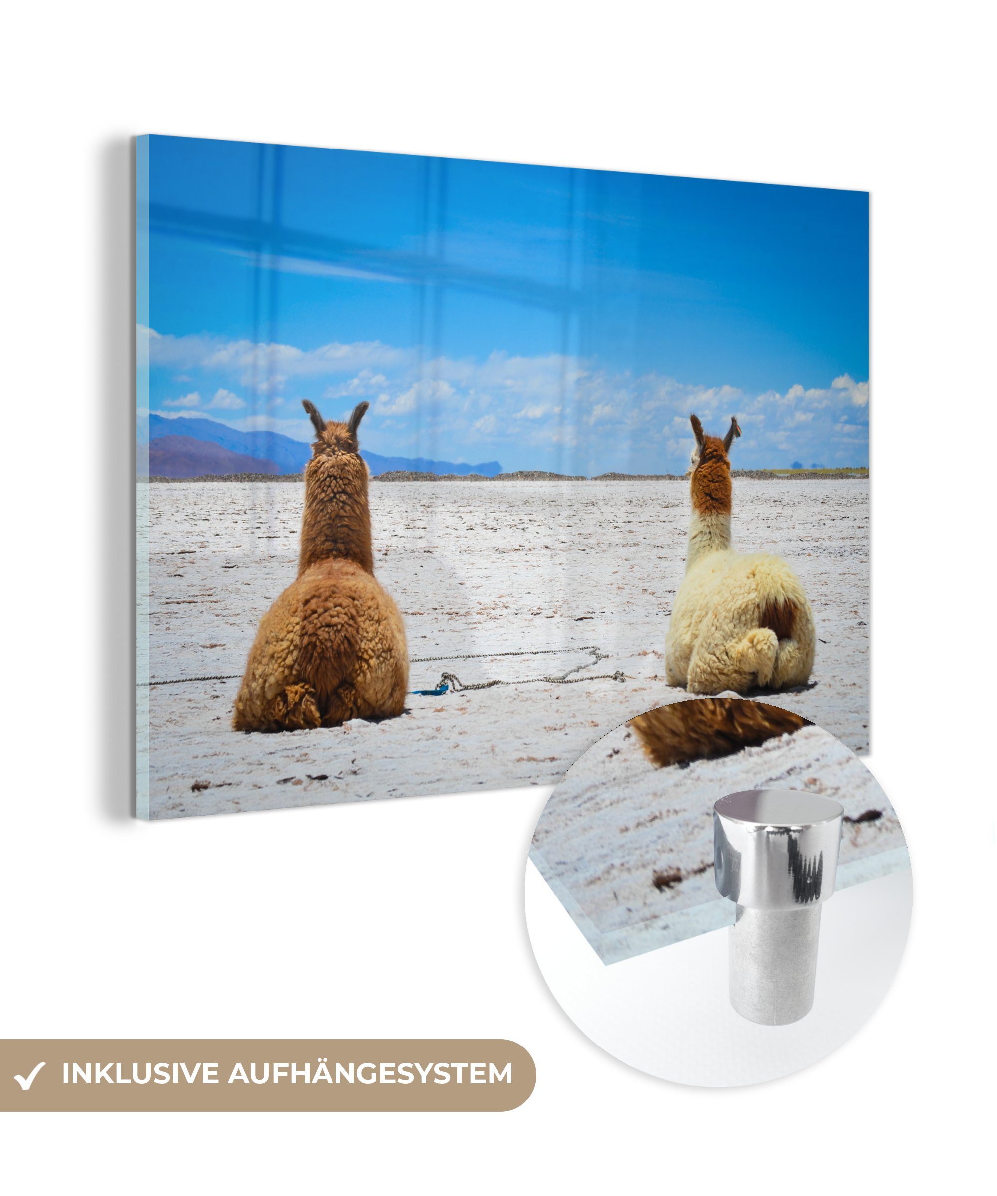 MuchoWow Acrylglasbild Lama - Tiere - Sand, (1 St), Acrylglasbilder Wohnzimmer & Schlafzimmer