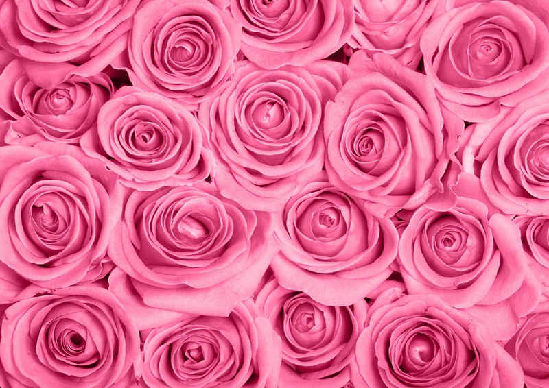 Papermoon Fototapete Pink Roses, glatt