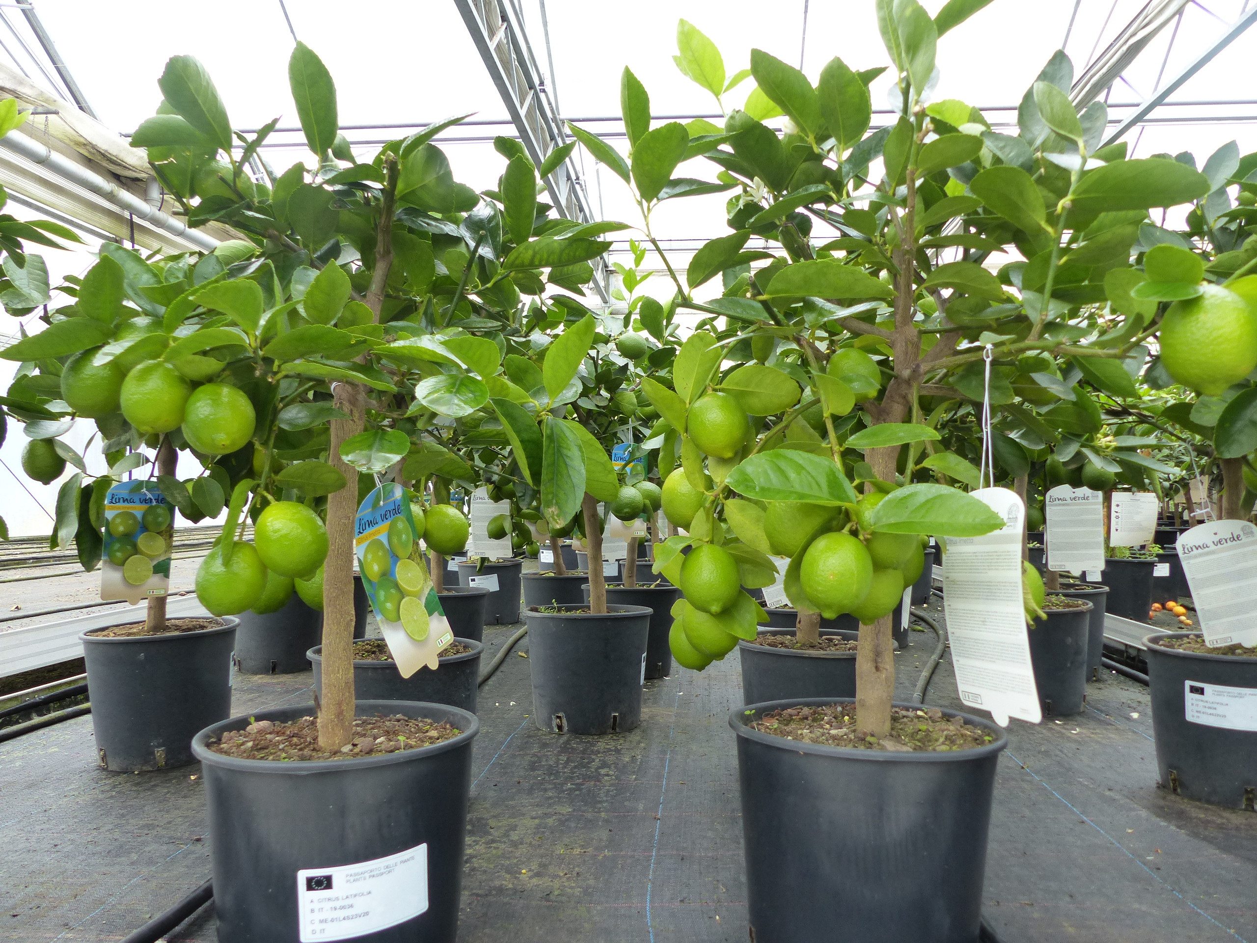 gruenwaren jakubik Zitronenbaum echte Caipi Limette Caipirinha Limettenbaum Citrus Lime 70 - 90 cm