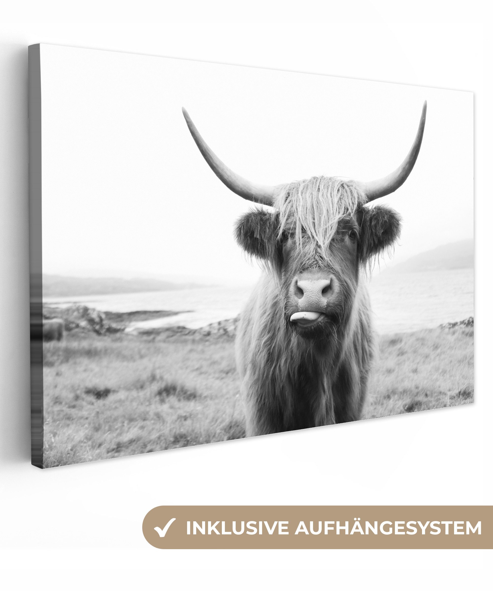 OneMillionCanvasses® Leinwandbild Tiere - Schottischer Highlander - Kuh - S günstig online kaufen