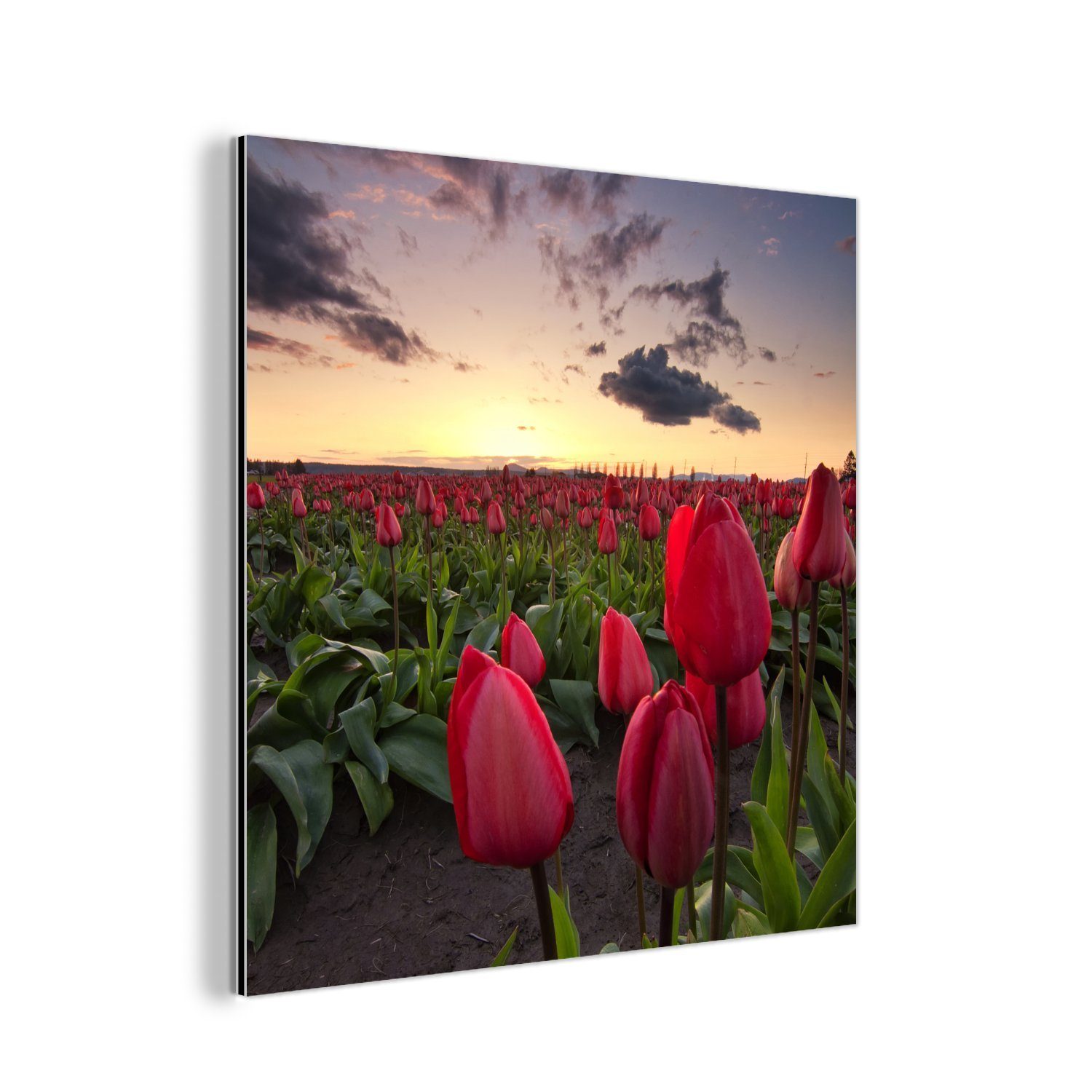 MuchoWow Metallbild Rote Tulpen und ein Sonnenuntergang, (1 St), Alu-Dibond-Druck, Gemälde aus Metall, Aluminium deko