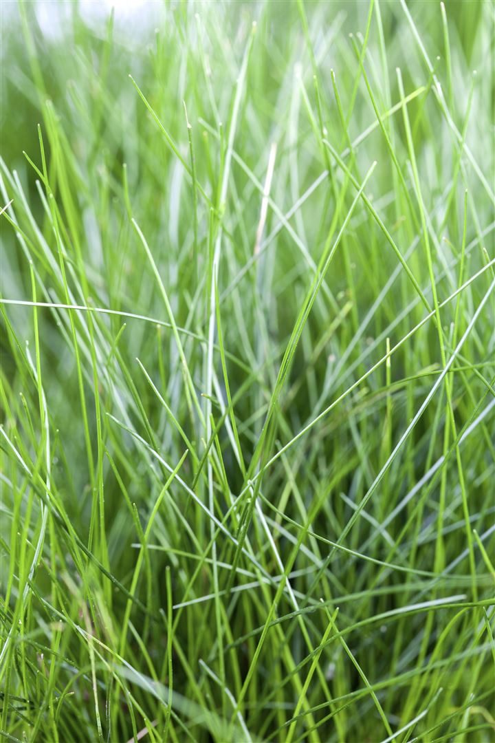 Pflanzen für Dich Staude Eleocharis acicularis, 1 St., Nadelsimse, Nadel-Sumpfsimse