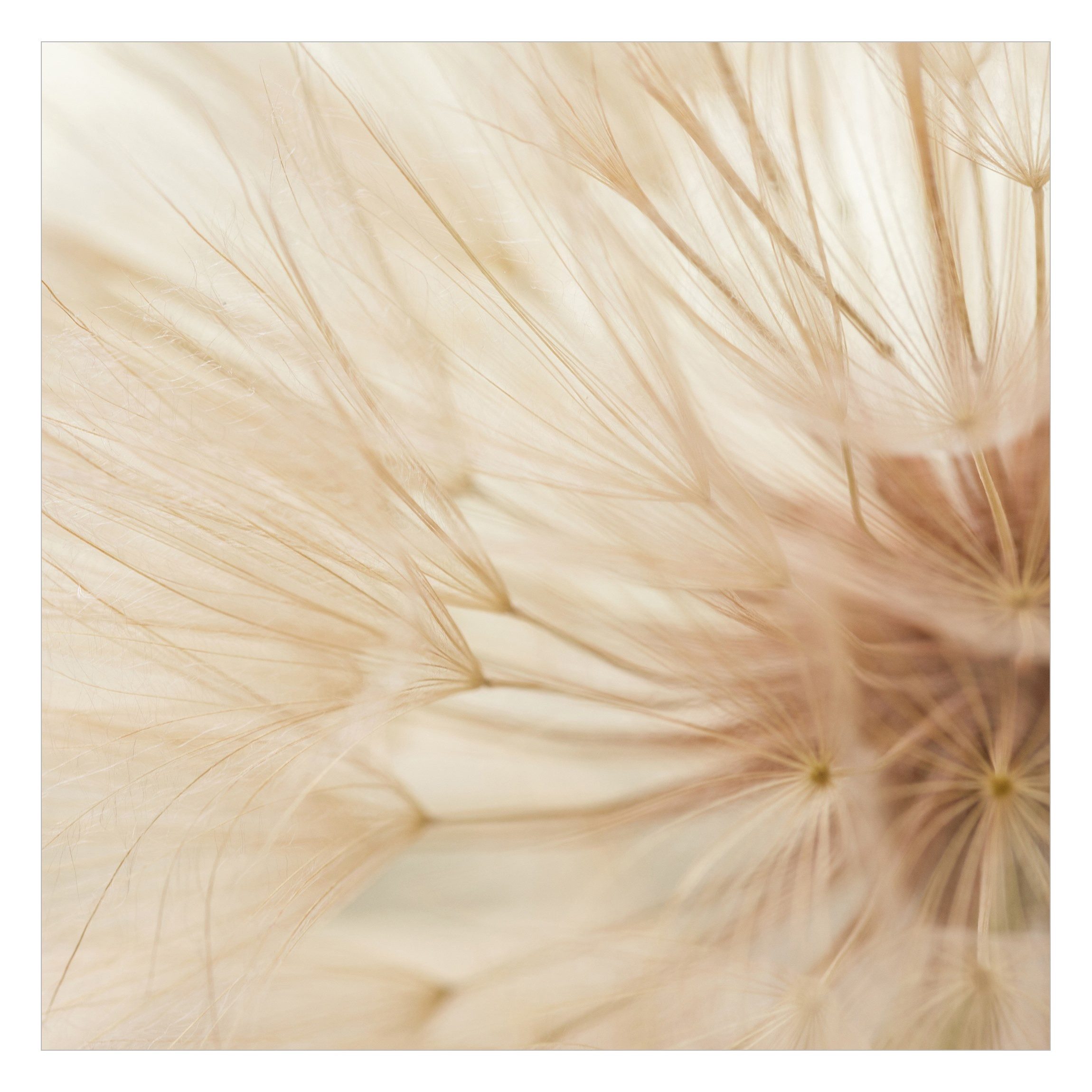 Bilderdepot24 Fototapete Blumen Weiche Pusteblume Natur günstig online kaufen
