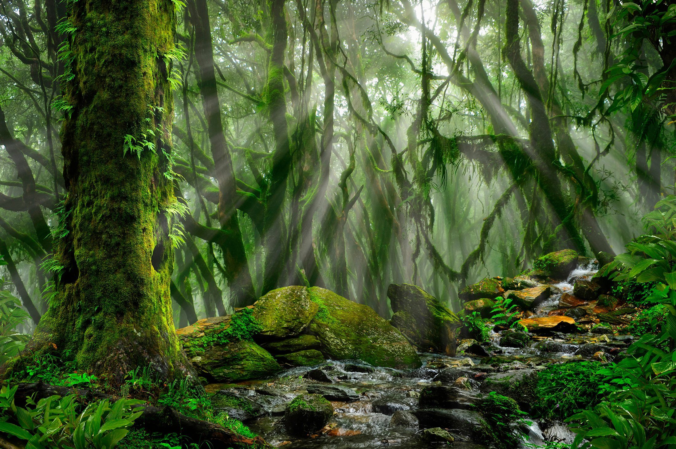 Papermoon Fototapete TROPISCHER WALD-BAUM DSCHUNGEL SONNE WEG PALMEN BACH