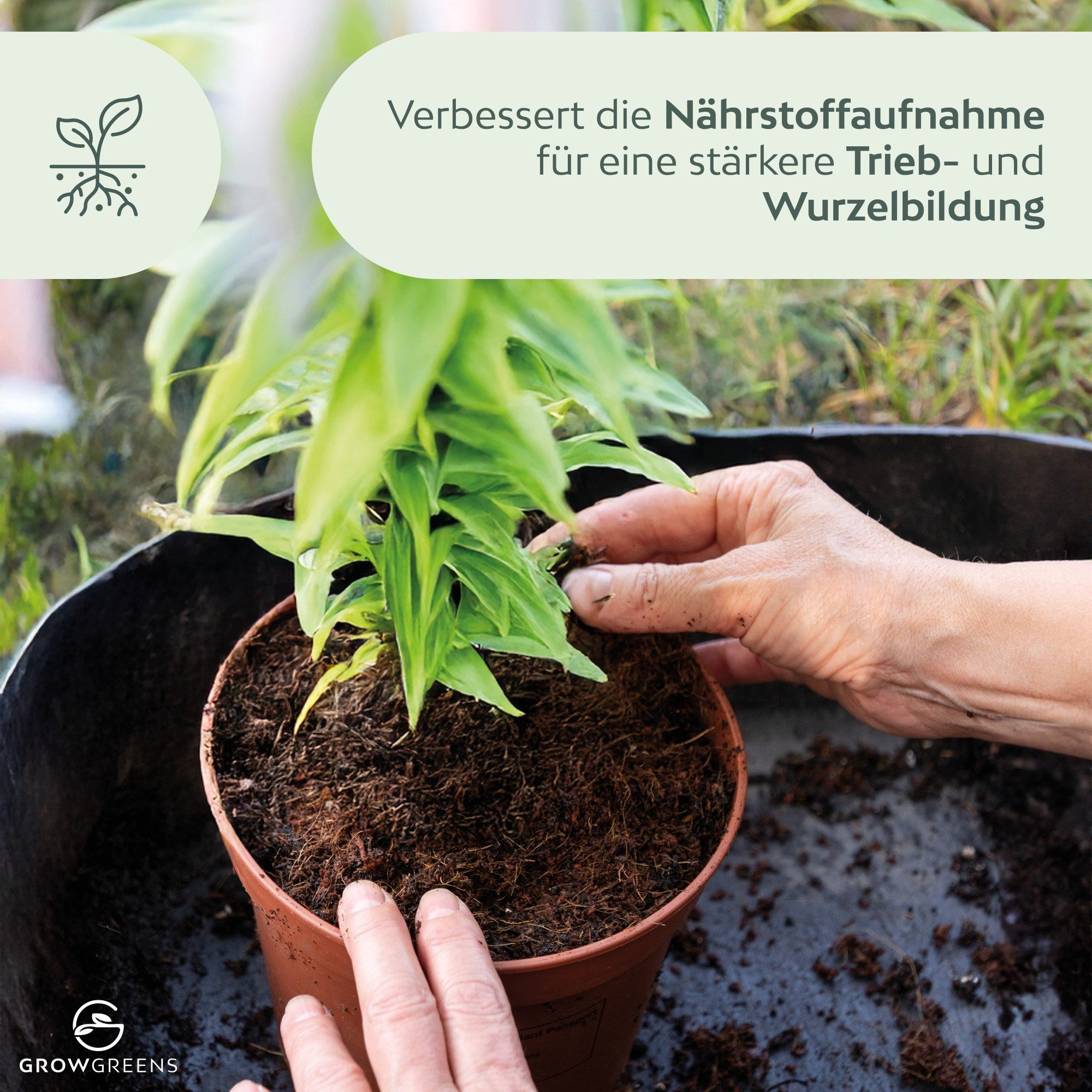 Growgreens Pflanzerde Bio Kokoserde gepresst im Quellbeutel - Biolog. torffreie Anzuchterde, im Beutel – Bild 2 von 5