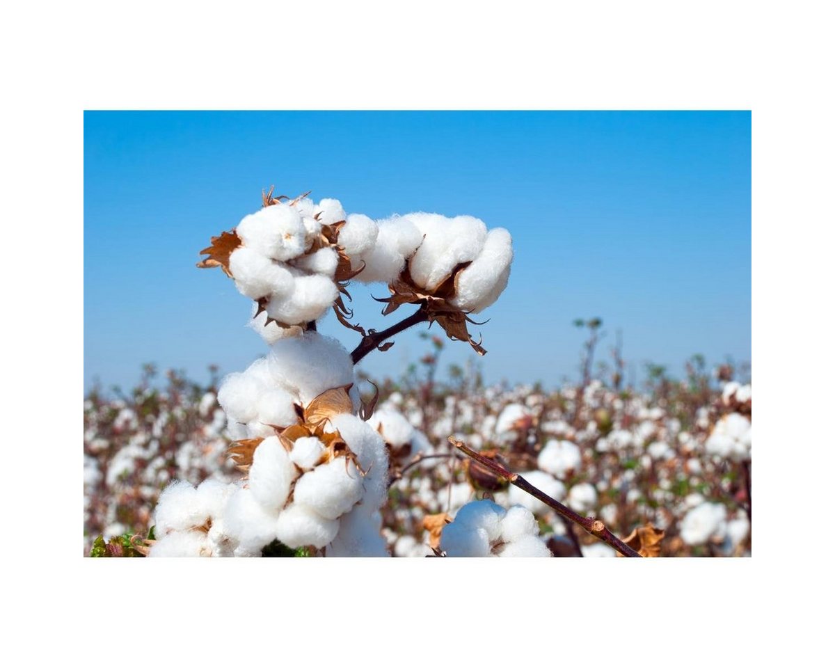 Thumbnail - Dr. Becher Raumduft Dr. Becher Duftöl Cotton Fields 500ml - Parfumöl (1er Pack)