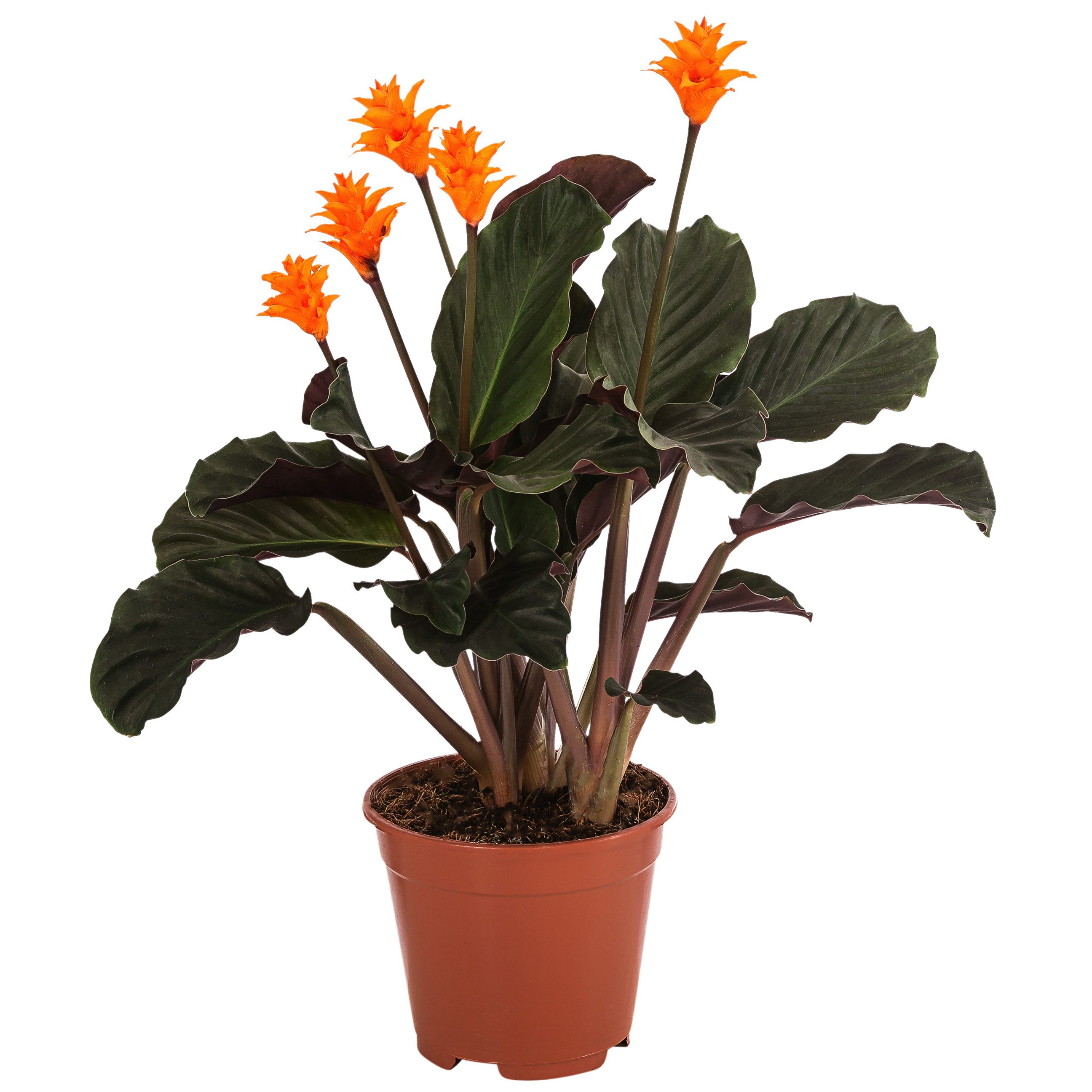 Dehner Zimmerpflanze Korbmarante, Calathea crocata, ca. 30-40 cm, Ø Topf 14 cm, exotische Zimmerpflanze mit luftreinigender Wirkung