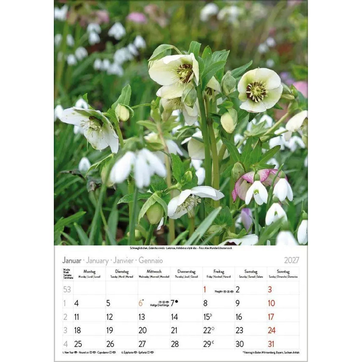 Korsch Verlag Wandkalender Blütenzauber 2027 – Bild 2 von 5