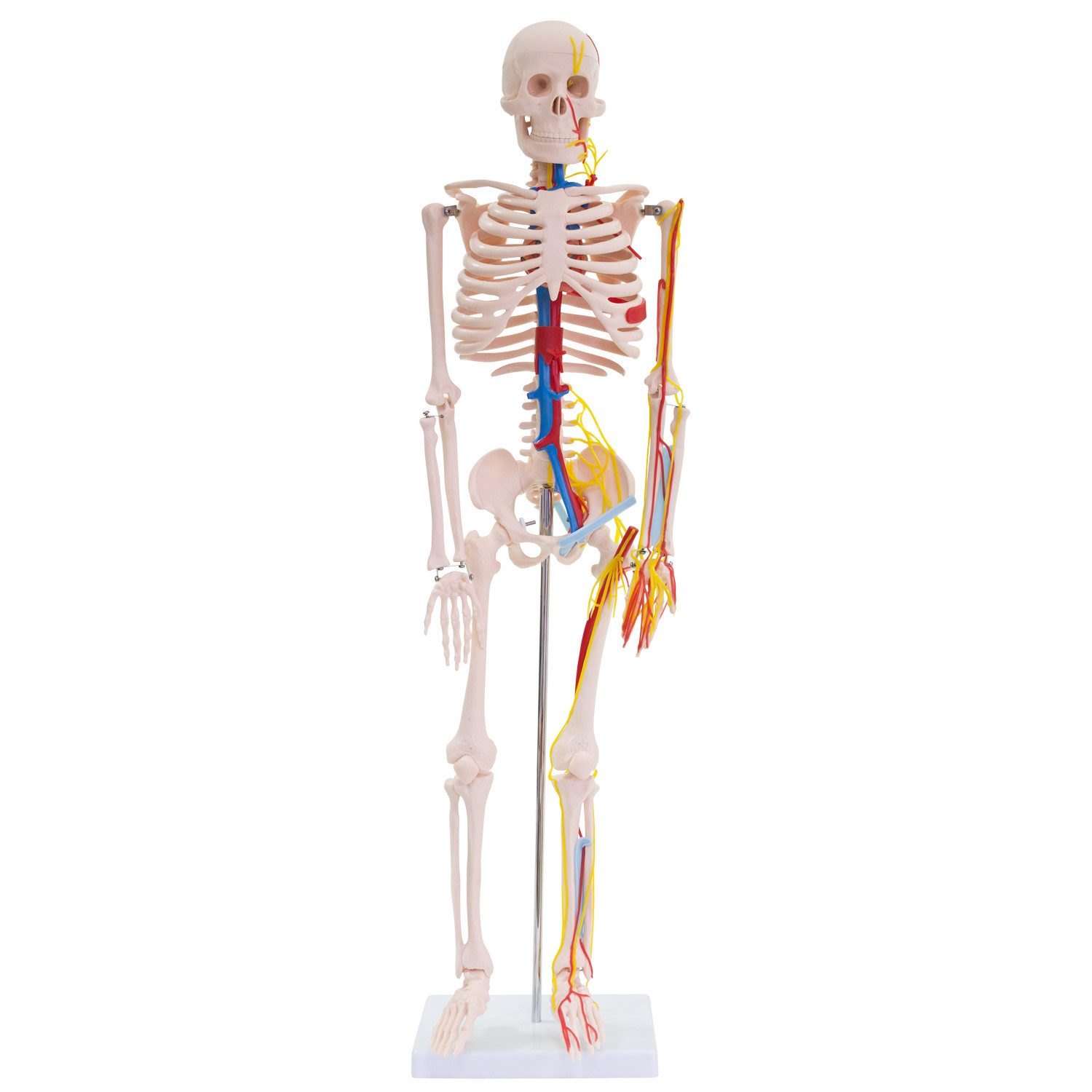 MedMod Dekoobjekt Anatomie Modell Skelett Nerven Arterien Menschliches Skelett 87 cm