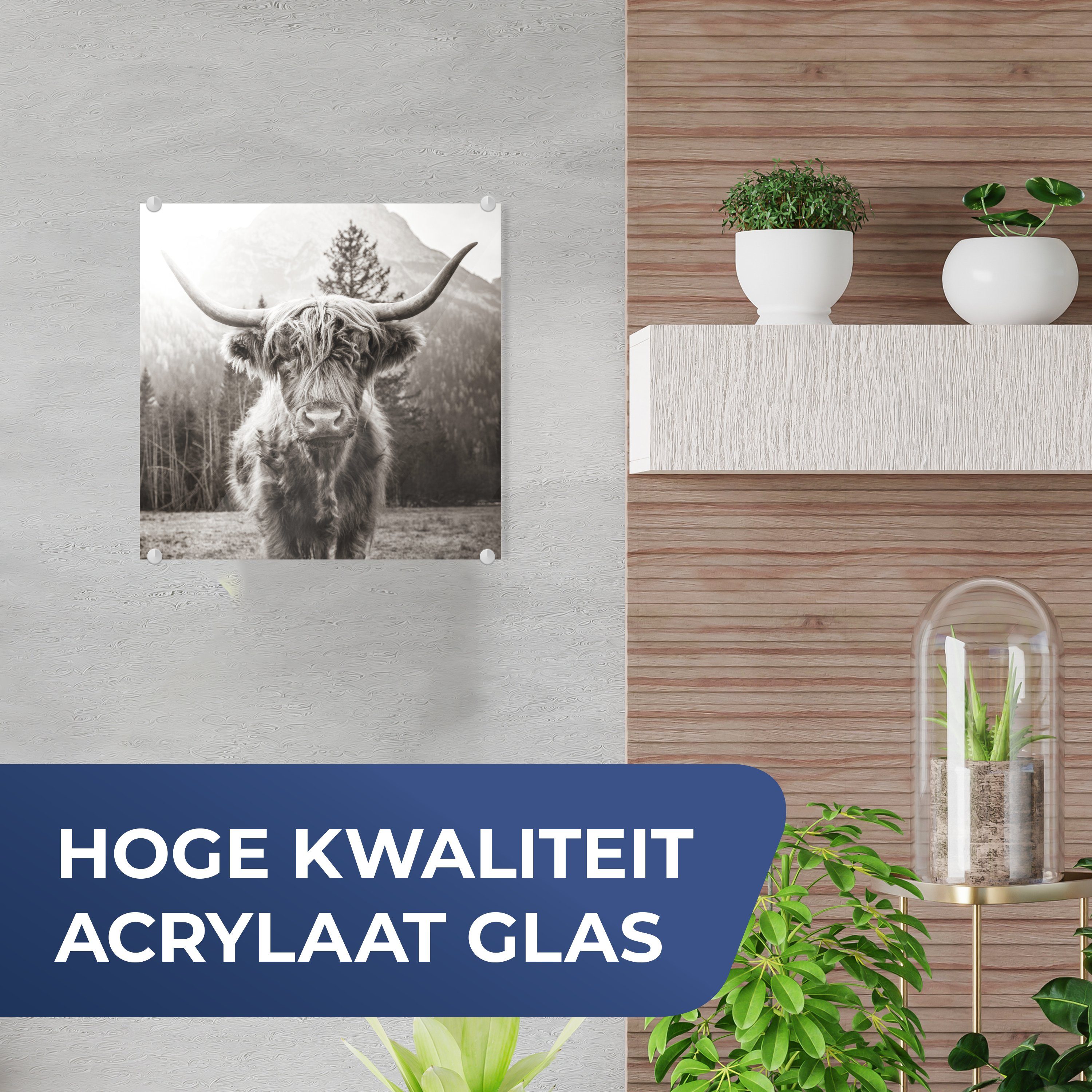 MuchoWow Acrylglasbild - Highlander - Weiß, Schottischer Wanddekoration - Schwarz Foto - Bilder auf Tiere Glas - - Glas auf Wandbild Glasbilder St), (1