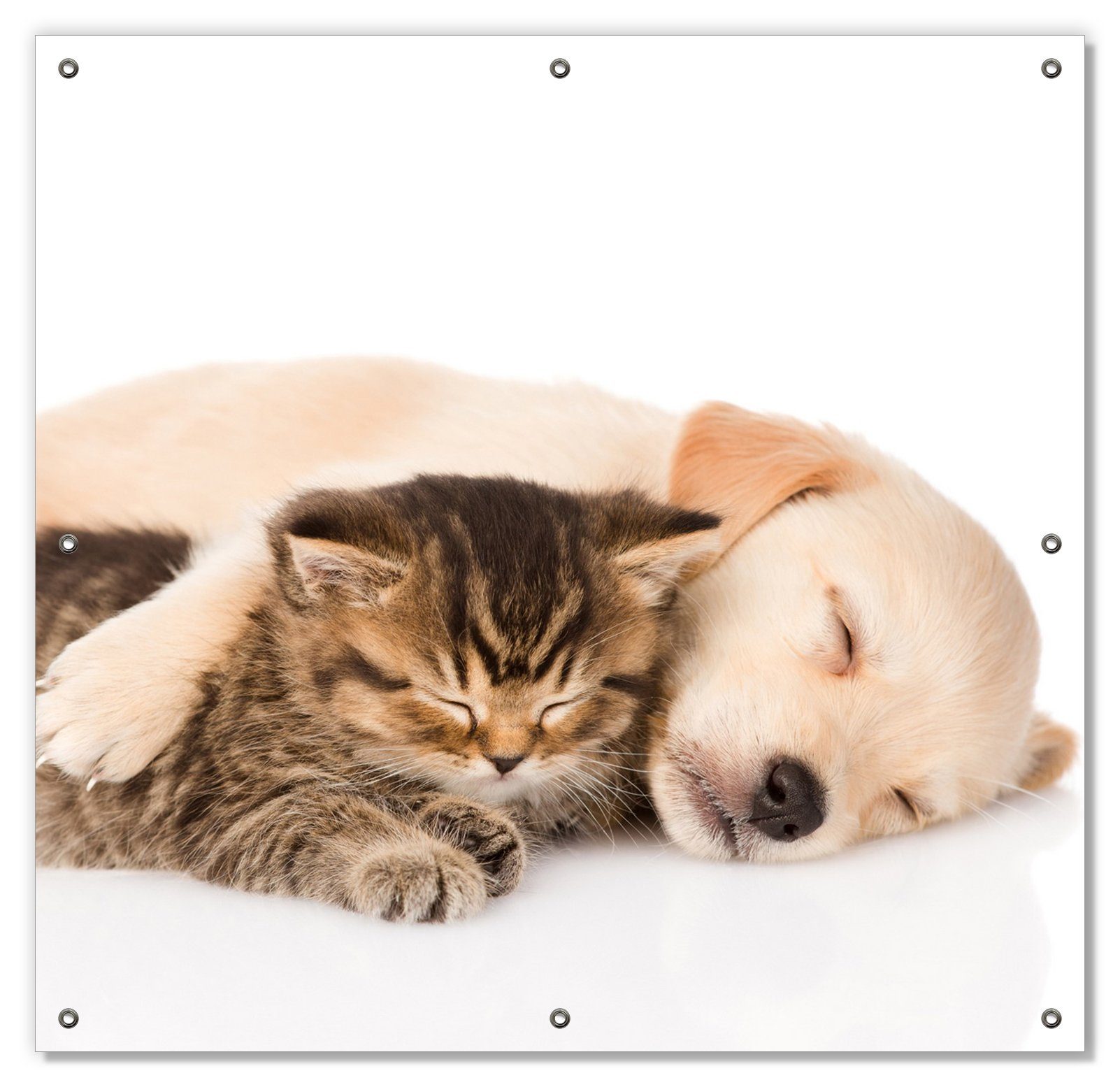 Sonnenschutz Katze und Hund in Harmonie - Kuschelnde Tiere, Wallario, blickdicht, mit Saugnäpfen, wiederablösbar und wiederverwendbar