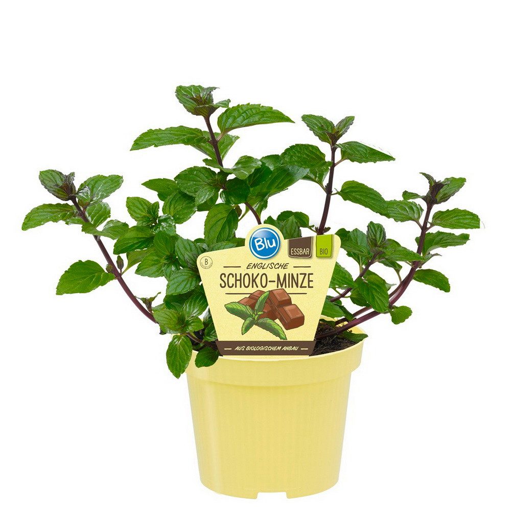Exotenherz Gewürzkraut Schoko-Minz Mentha x piperita Kräuterpflanze im 12cm Topf