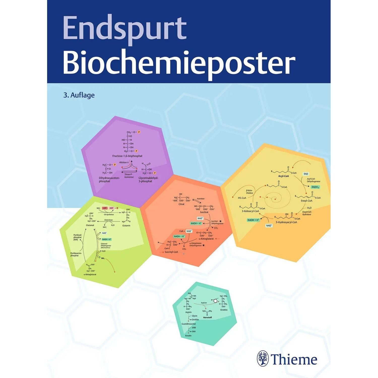 Thieme Poster Endspurt Biochemieposter