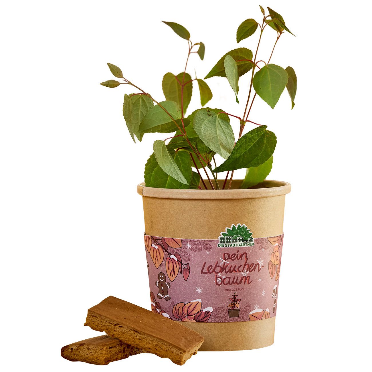 Die Stadtgärtner Anzuchttopf Lebkuchenbaum Anzuchtset Katsurabaum Zimt Duft-Pflanze Geschenk (1 St., 1er-Set & 2er-Set), Pflanzen-Anzuchtset mit Zimt- & Lebkuchen-Duft