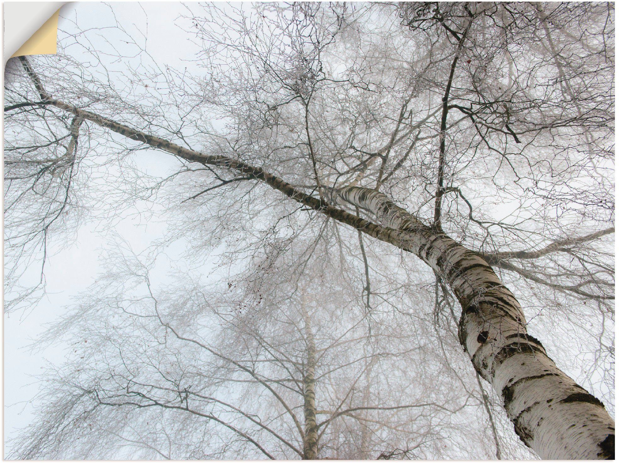 Artland Wandbild Winter Birke, in Größen Wandaufkleber Leinwandbild, als (1 oder versch. St), Bäume Poster