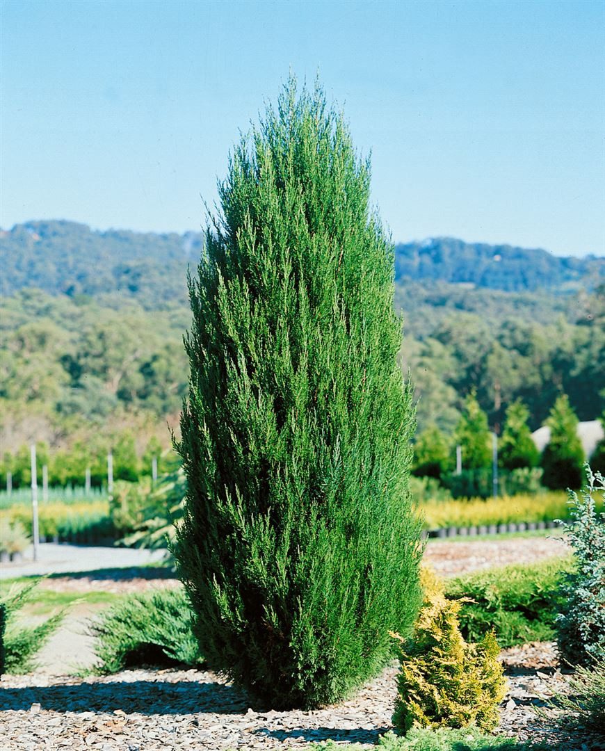 Pflanzen für Dich Konifere Juniperus chinensis Spartan, 1 St., Chinesischer Wacholder, säulenförmig, immergrün