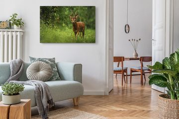 Sinus Art Leinwandbild 120x80cm Wandbild auf Leinwand Junger Hirsch im Wald Natur Grün Tierfo, (1 St)