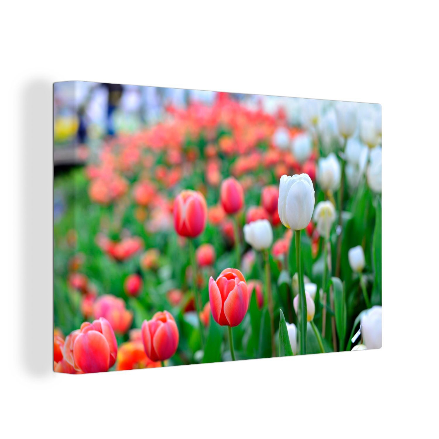 OneMillionCanvasses® Leinwandbild Eine (1 roten von cm Nahaufnahme St), 30x20 Wandbild weißen Leinwandbilder, und Tulpen, Wanddeko, Aufhängefertig