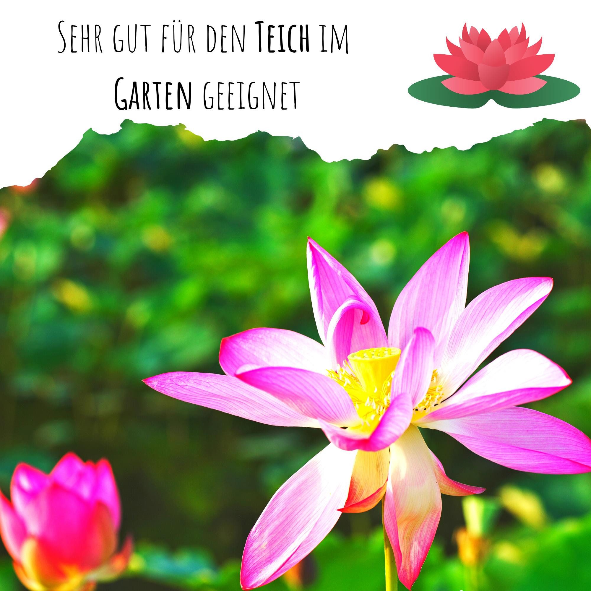 HappySeed Blumensamen Lotus Samen winterhart (Nelumbo günstig online kaufen