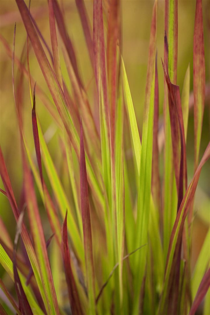 Pflanzen für Dich Gräser Imperata cylindrica Red Baron, 1 St., Blutgras, Japanisches Blutgras, rotspitzig, horstbildend