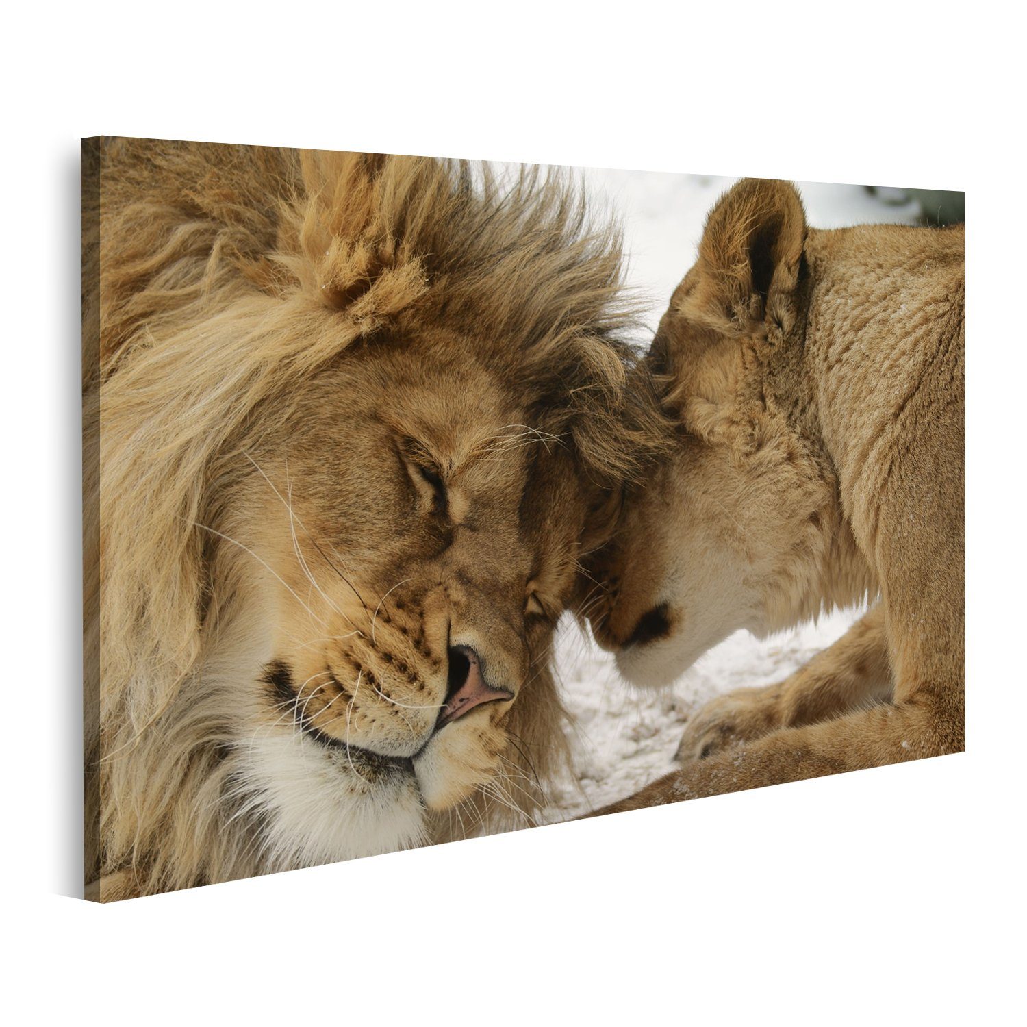 islandburner Leinwandbild Bild auf Leinwand Löwe und Löwin kuschelnd Zärtli günstig online kaufen