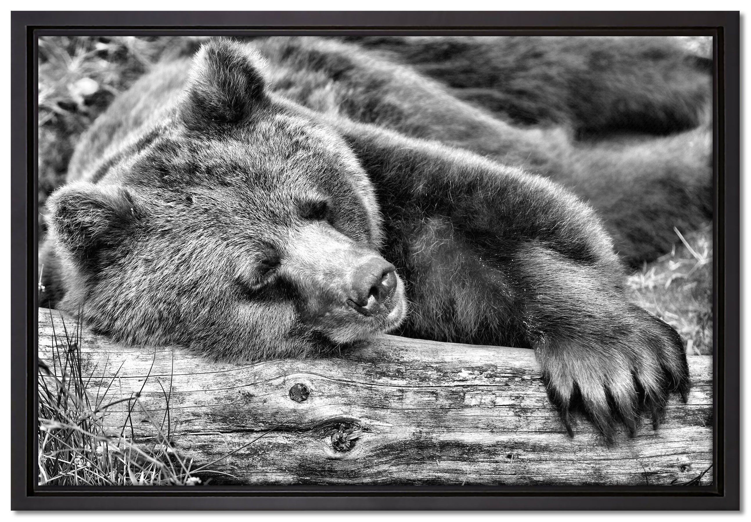 Pixxprint Leinwandbild Bär schläft auf Baumstamm, Wanddekoration (1 St), Leinwandbild fertig bespannt, in einem Schattenfugen-Bilderrahmen gefasst, inkl. Zackenaufhänger