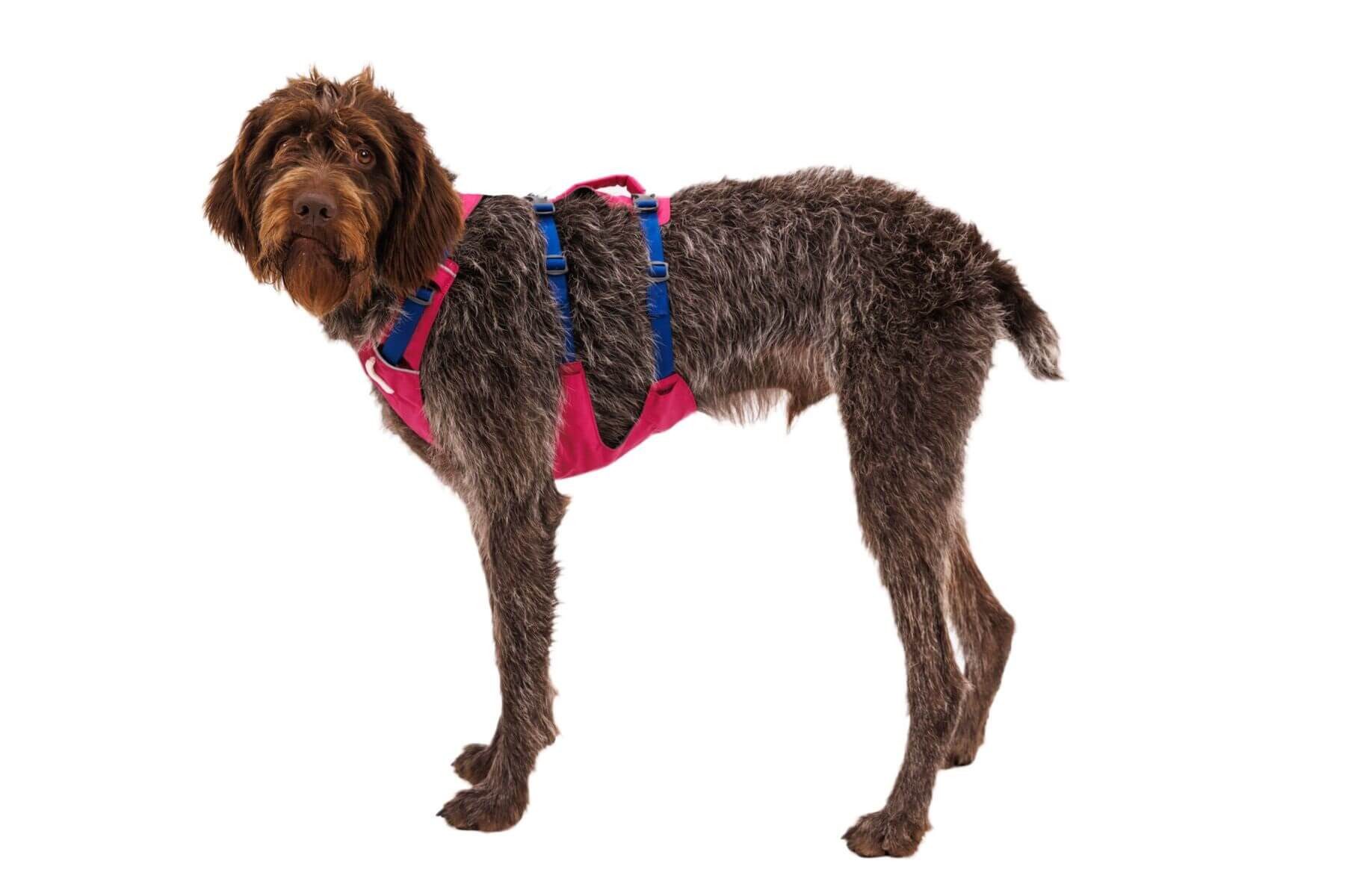 Ruffwear Hunde-Geschirr Flagline Harness günstig online kaufen
