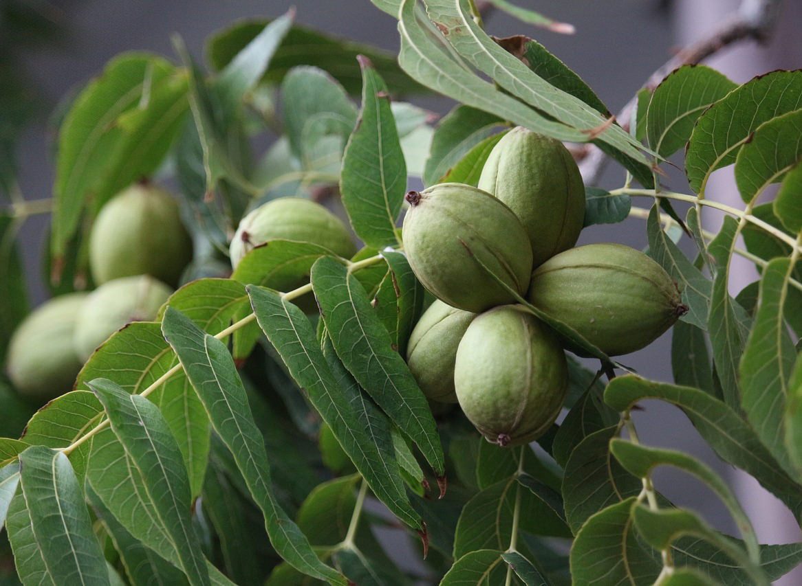 Garten von Ehren Walnussbaum Juglans regia, Containerware, 80-100 cm hoch