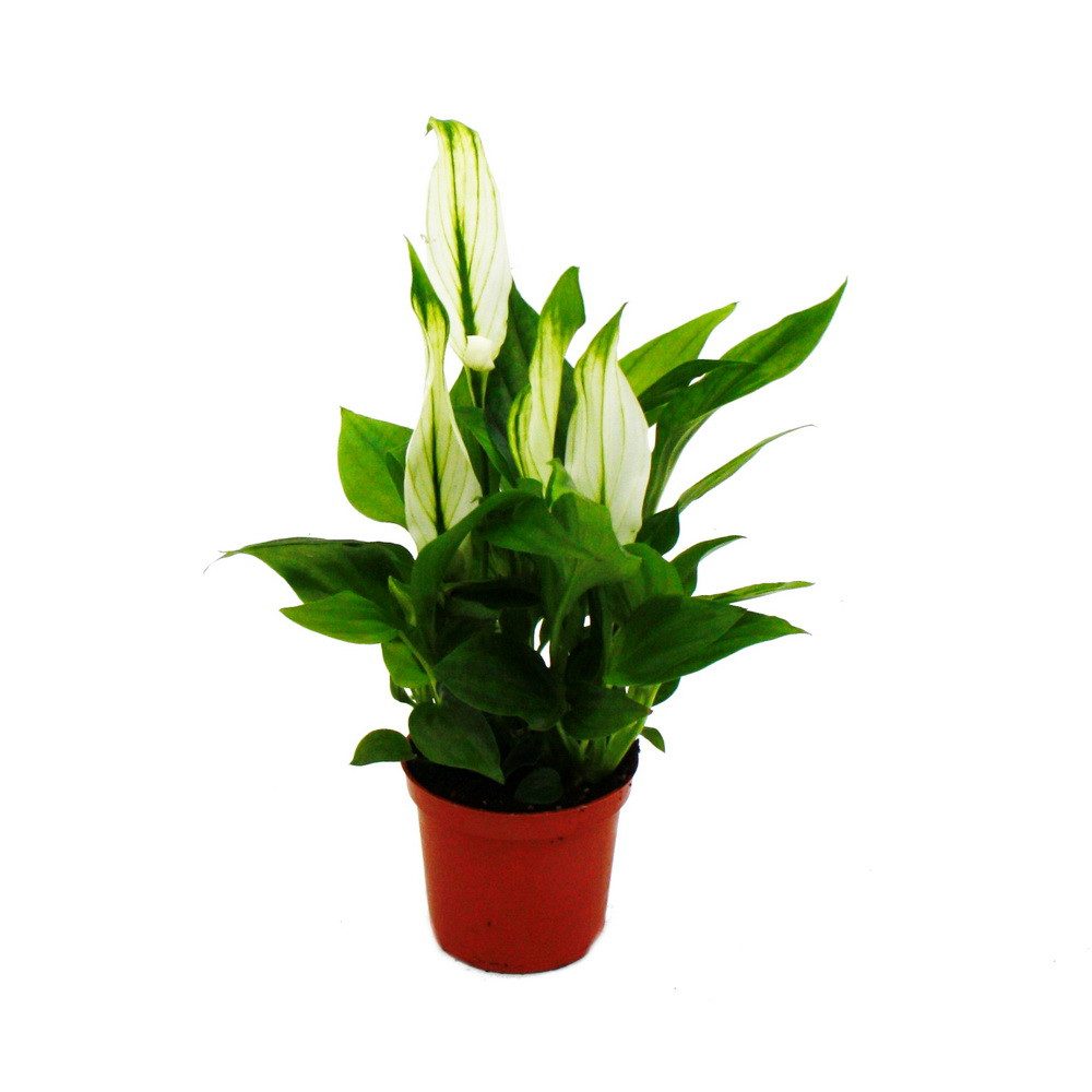 Exotenherz Zimmerpflanze Mini-Spathiphyllum - Mini-Einblatt - 7cm Topf - Zi günstig online kaufen