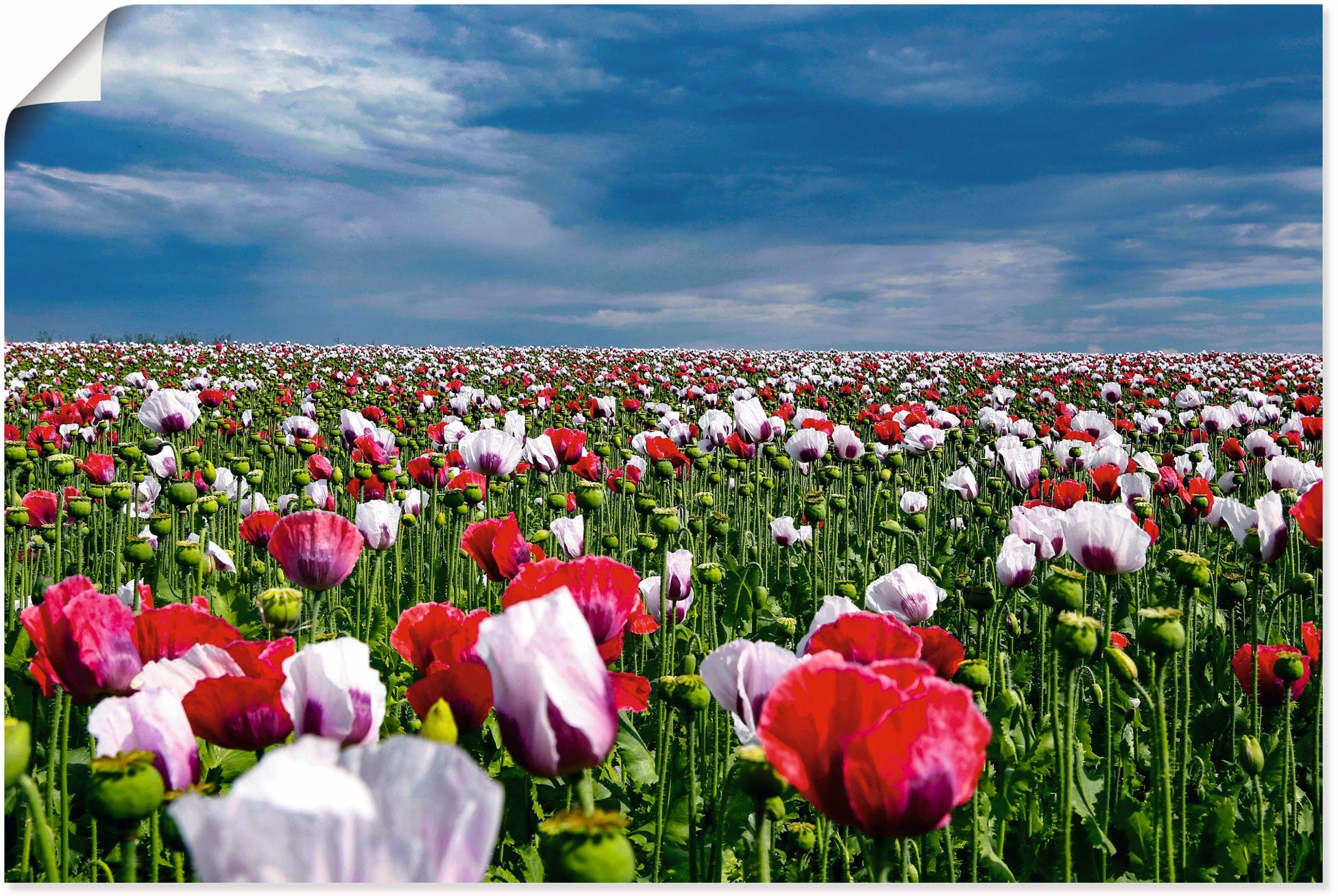 Artland Wandbild Blühende Mohnblumen, Blumenwiese (1 St), als Alubild,  Leinwandbild, Wandaufkleber oder Poster in versch. Größen | Poster