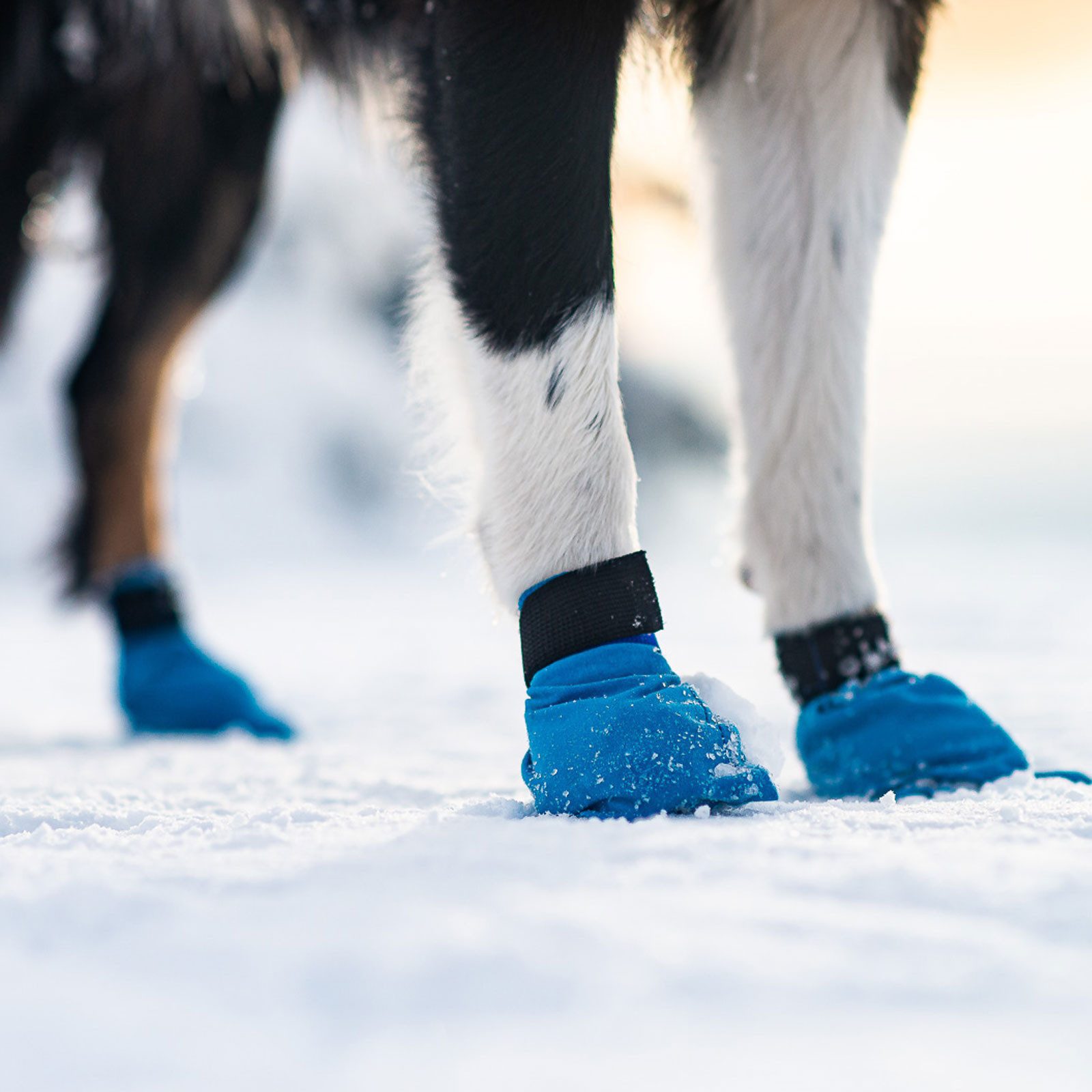 Non-stop dogwear Pfotenschutz Long Distance Booties 4er blau, leichter Pfotenschutz