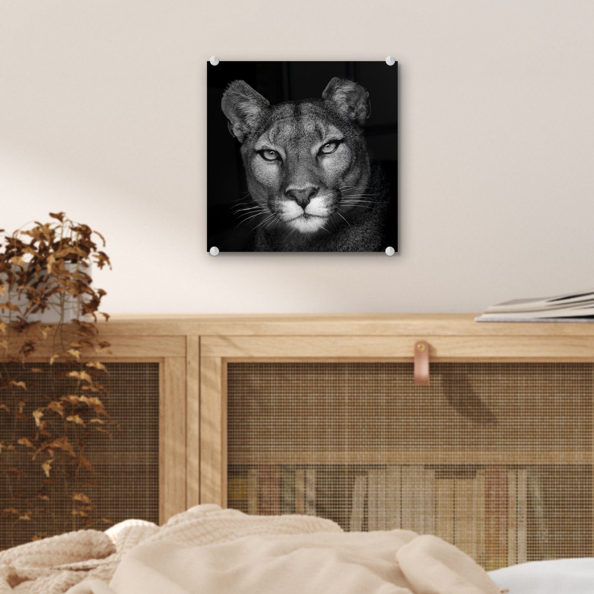MuchoWow Acrylglasbild Glasbilder auf - auf Hintergrund, Wanddekoration Bilder - (1 St), Glas Foto Porträtfoto eines schwarzem Wandbild Glas - Pumas auf