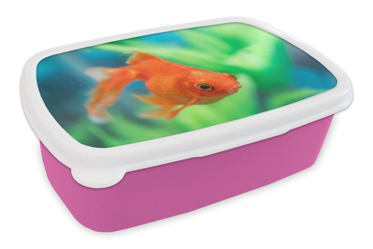 MuchoWow Lunchbox Goldfisch in einem Süßwasseraquarium, Kunststoff, (2-tlg), Brotbox für Erwachsene, Brotdose Kinder, Snackbox, Mädchen, Kunststoff rosa