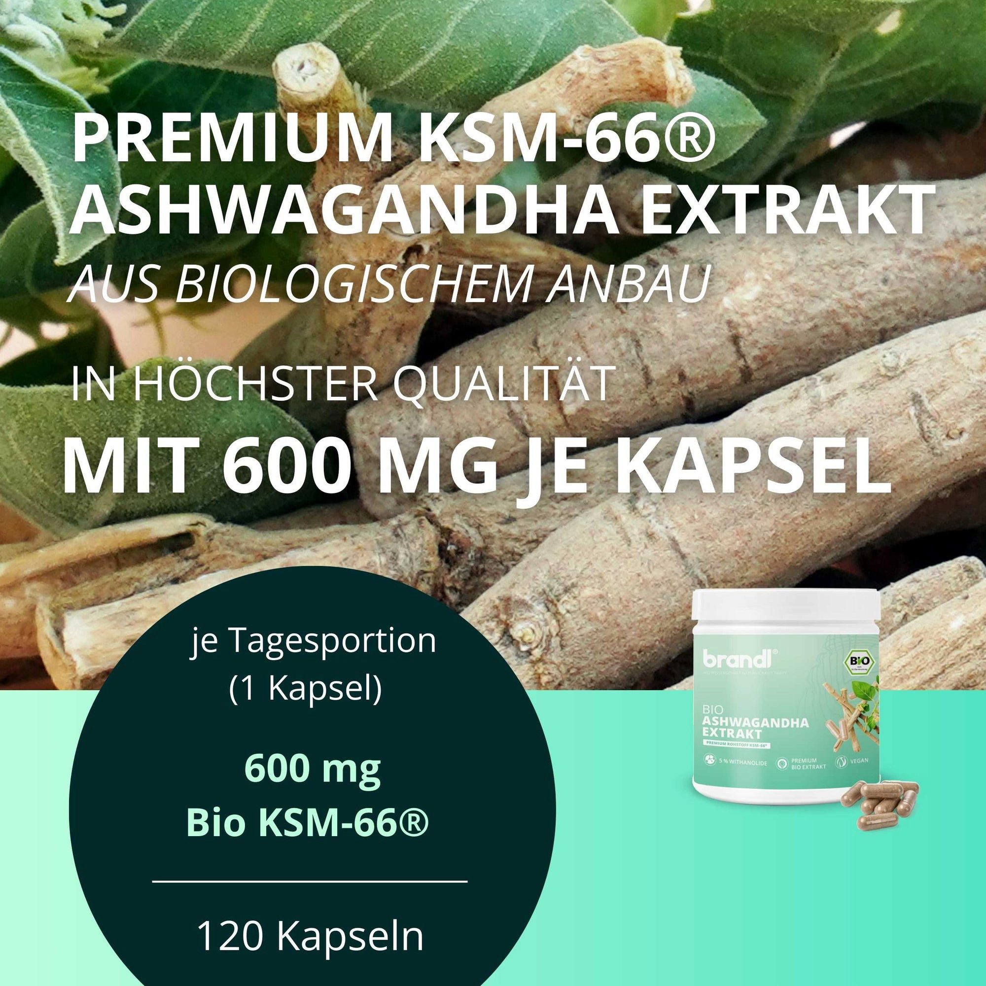 Brandl Nutrition BIO Ashwagandha Extrakt KSM66 - ohne Zusatzstoffe, 600 mg pro Kapsel Kapseln, Bio Qualität, Premium Extrakt hochwertiges KSM 66, laborgeprüft