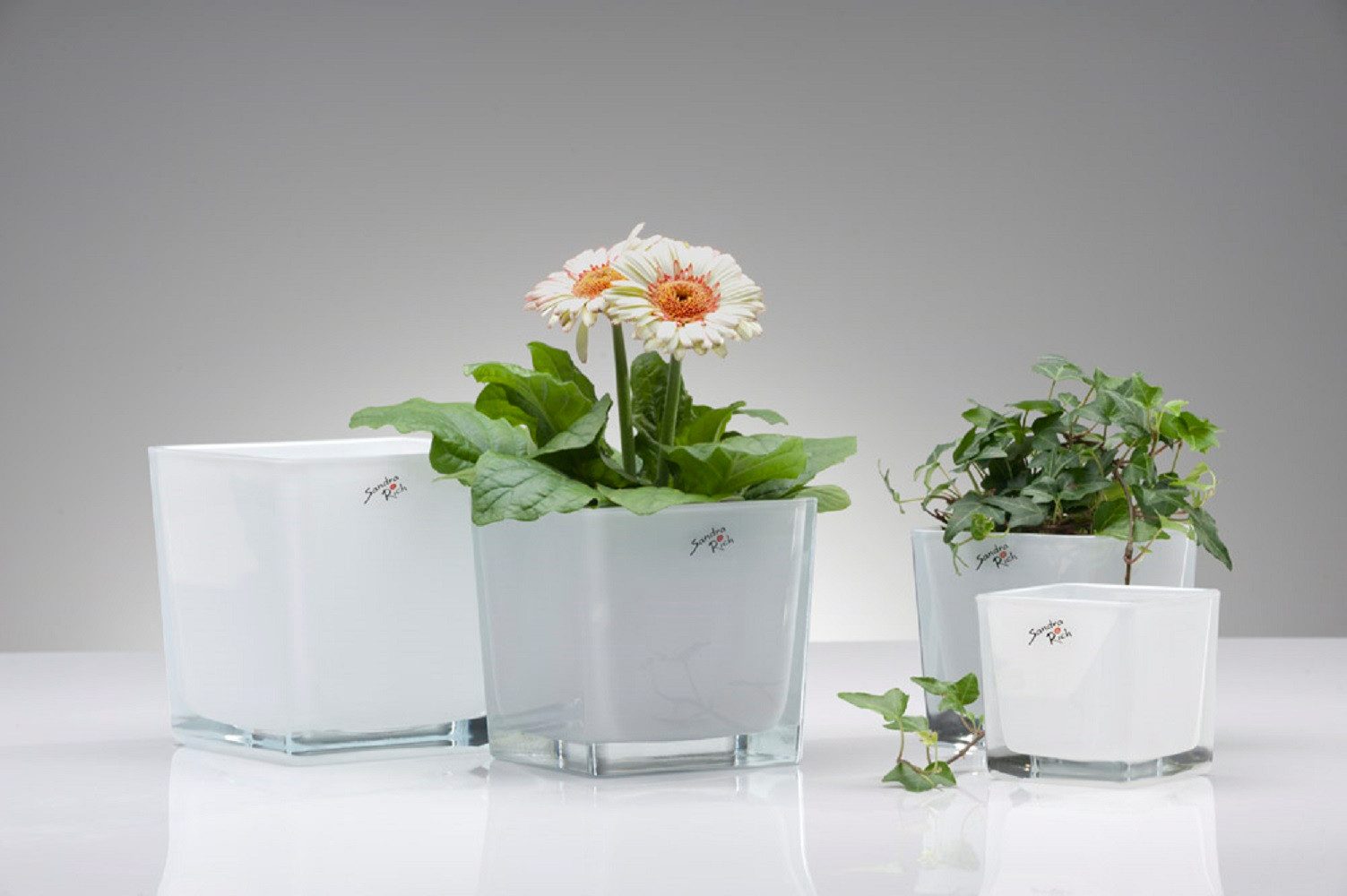 Sandra Rich Übertopf SANDRA RICH Glasübertopf CUBE WEISS cube-colour decoration-white 8x8cm